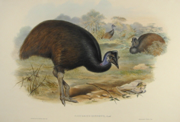 John Gould Birds of Australia